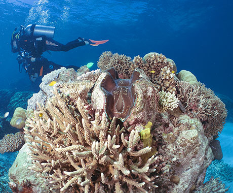 Scuba Diving - Down Under Dive - Evolution