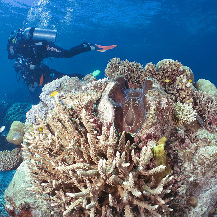 Down Under Dive Tour - Coral Bommie
