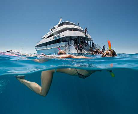 Snorkeling - Down Under Dive - Evolution