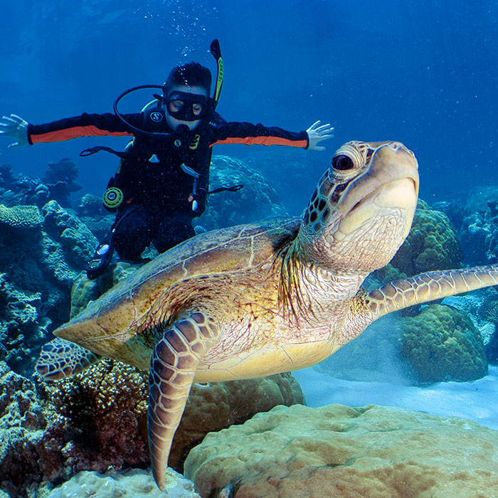Down Under Dive Tour - Turtles
