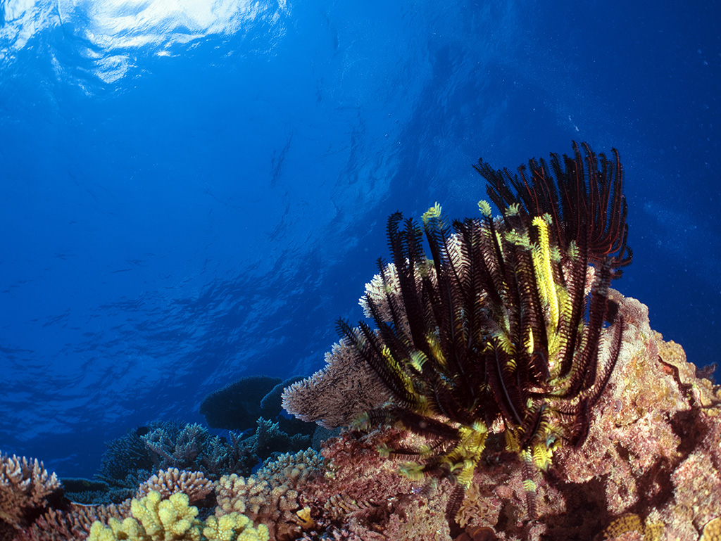 Feather Star Diving