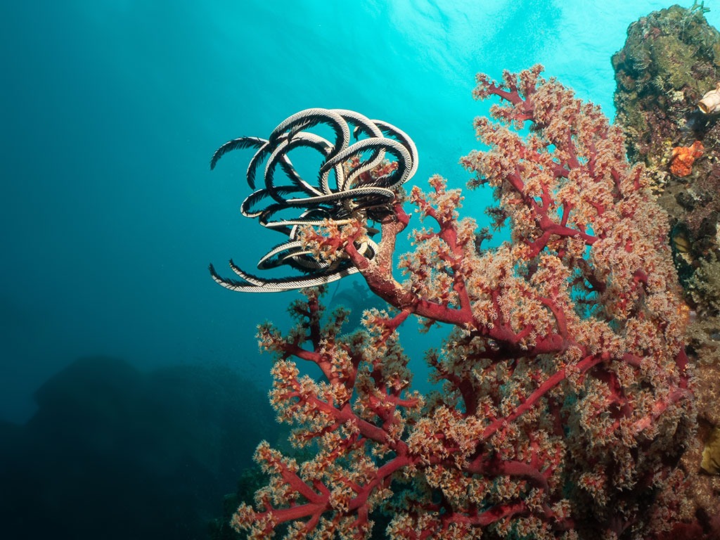 Feather Star on Coral