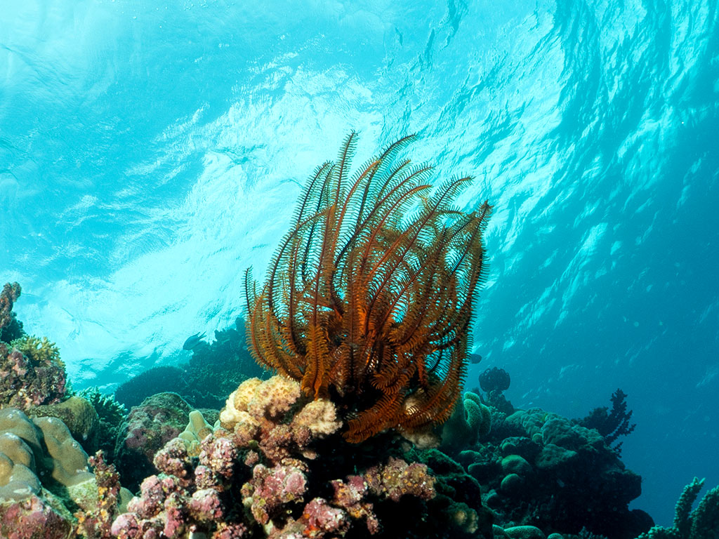 Feather Stars