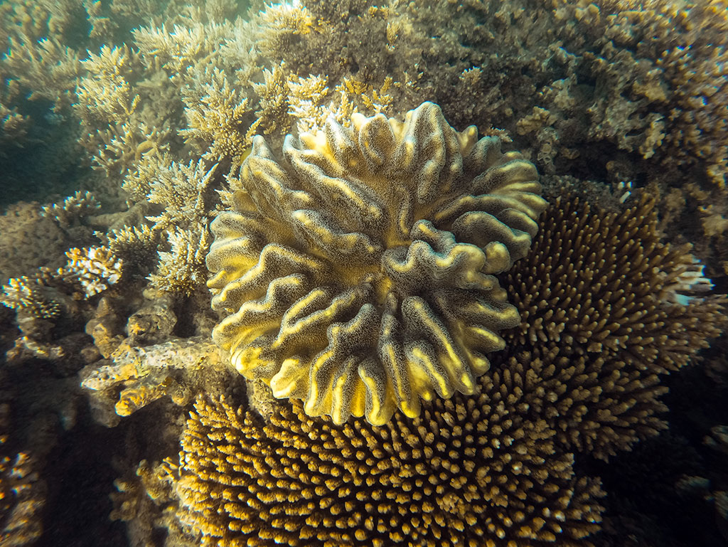 Fitzroy Island Snorkeling - Coral