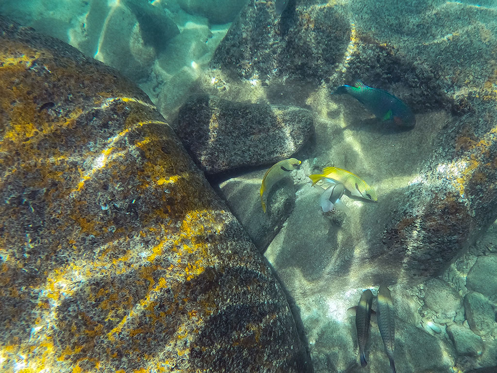 Fitzroy Island Snorkeling - Fish