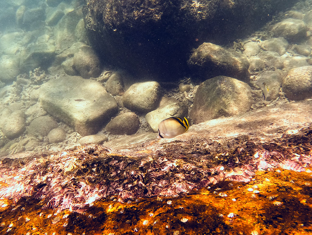 Fitzroy Island Snorkeling - Rocks