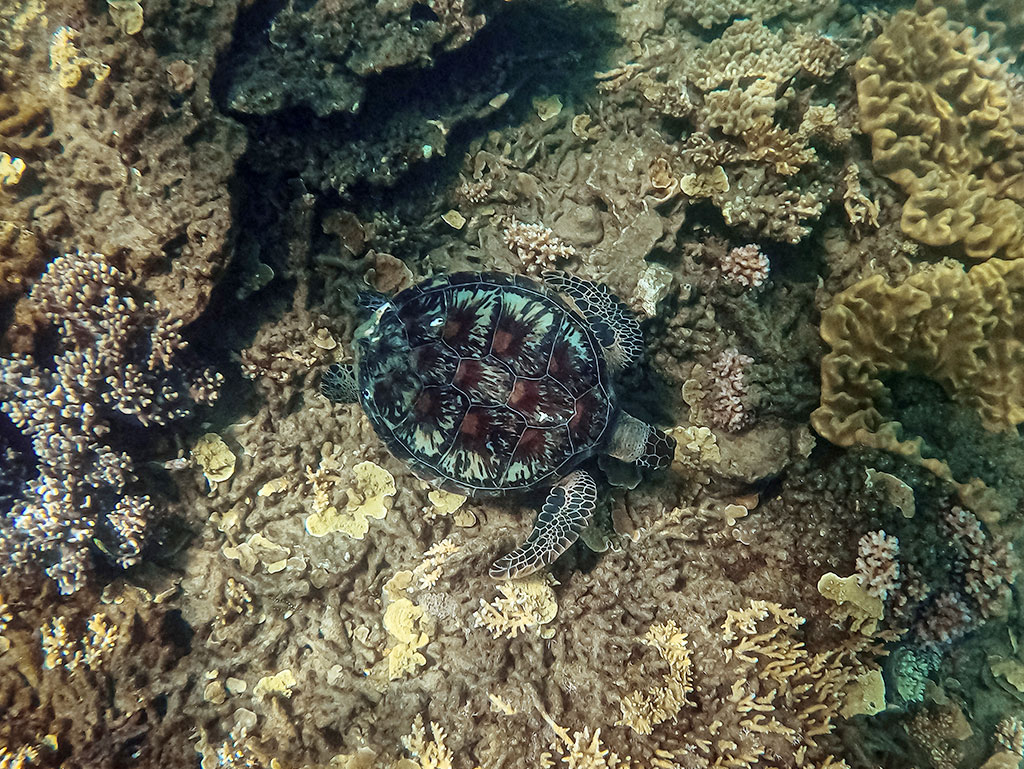 Fitzroy Island Snorkeling - Turle Bay