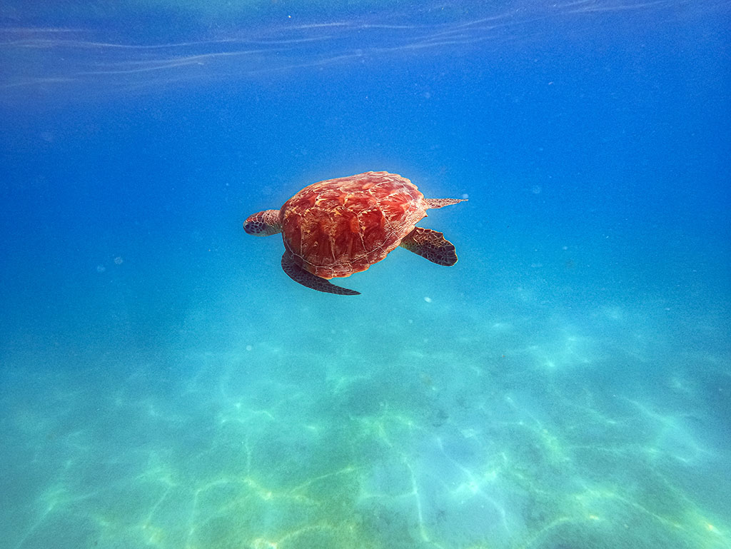 Fitzroy Island Snorkeling - Turtle