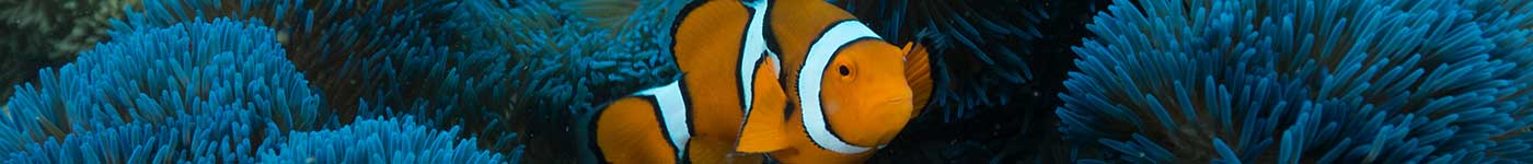 Frankland Islands Tour - Clownfish