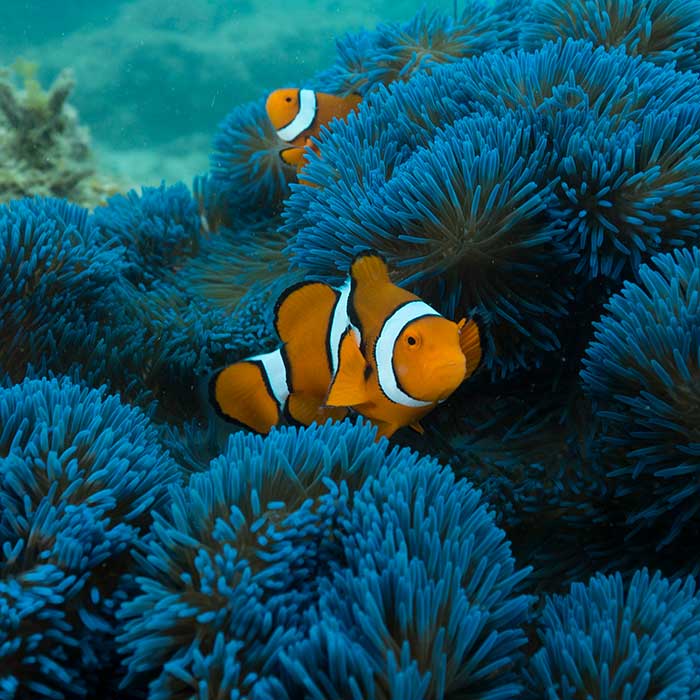 Frankland Islands Tour - Nemo