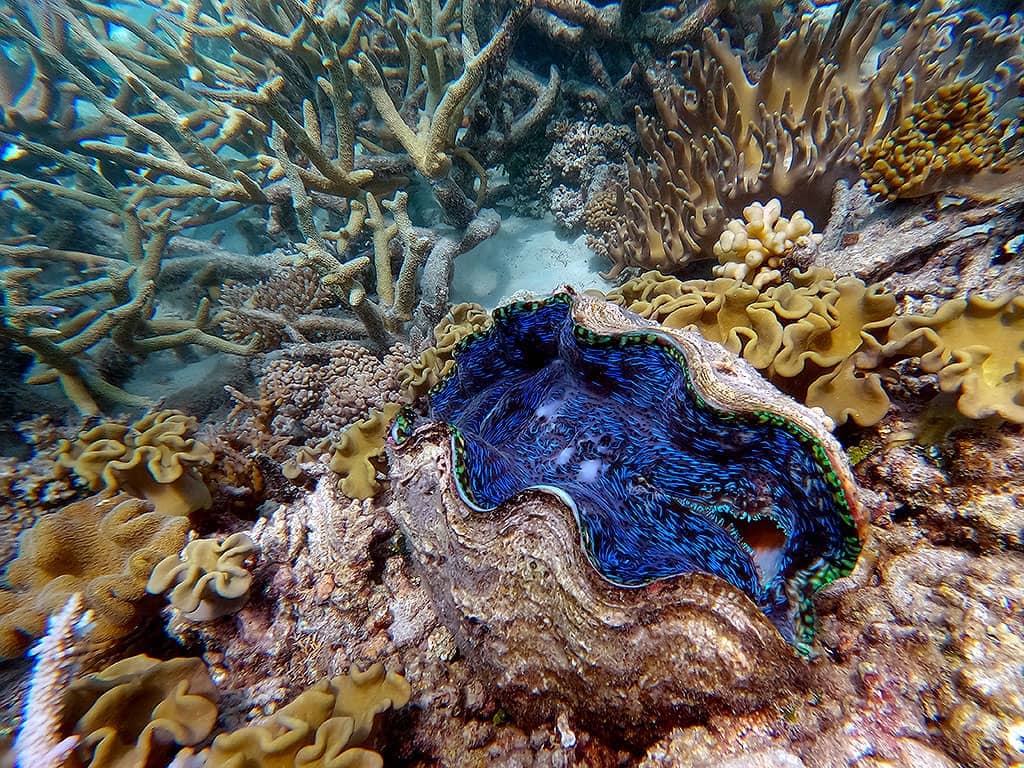 Giant Clam Opal Reef