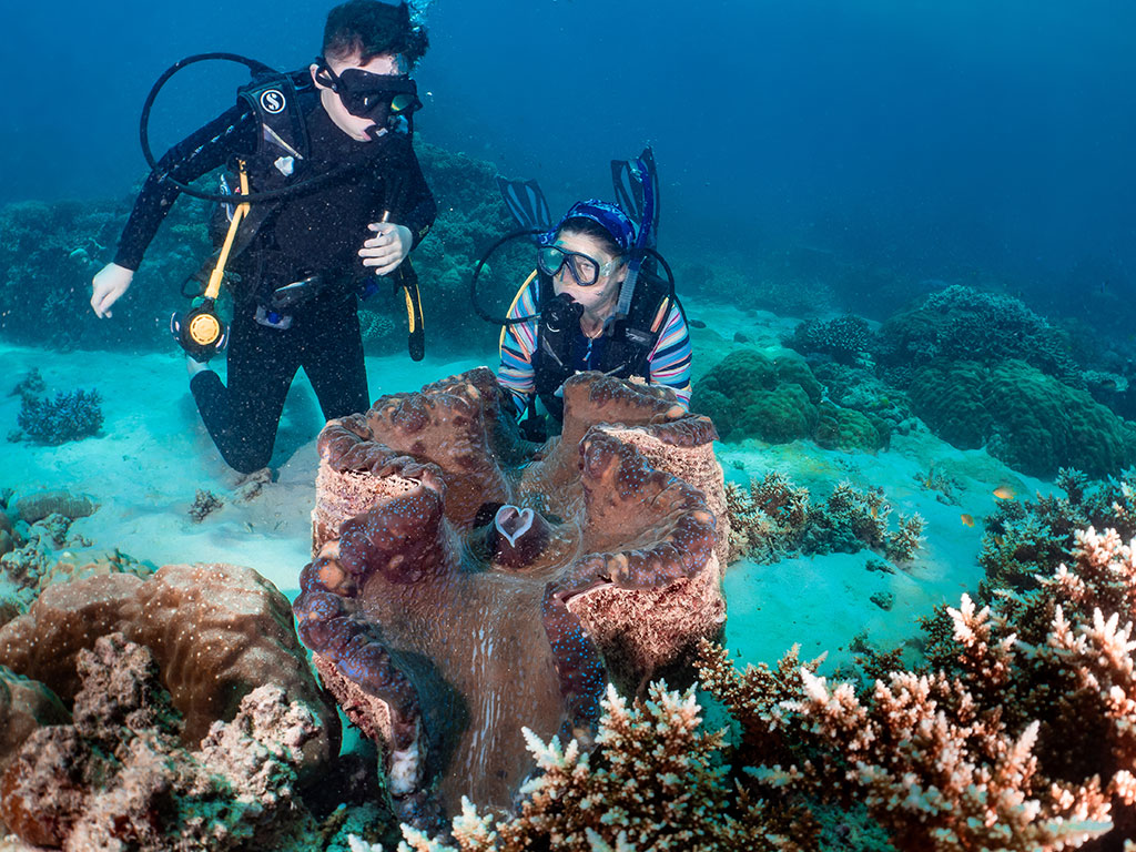 Giant Clam - Saxon Reef