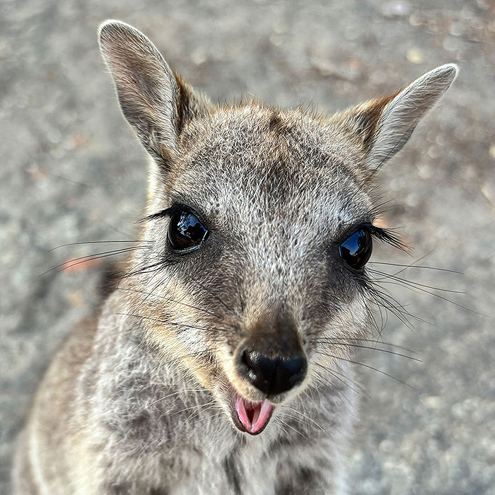 granite gorge rock wallabies