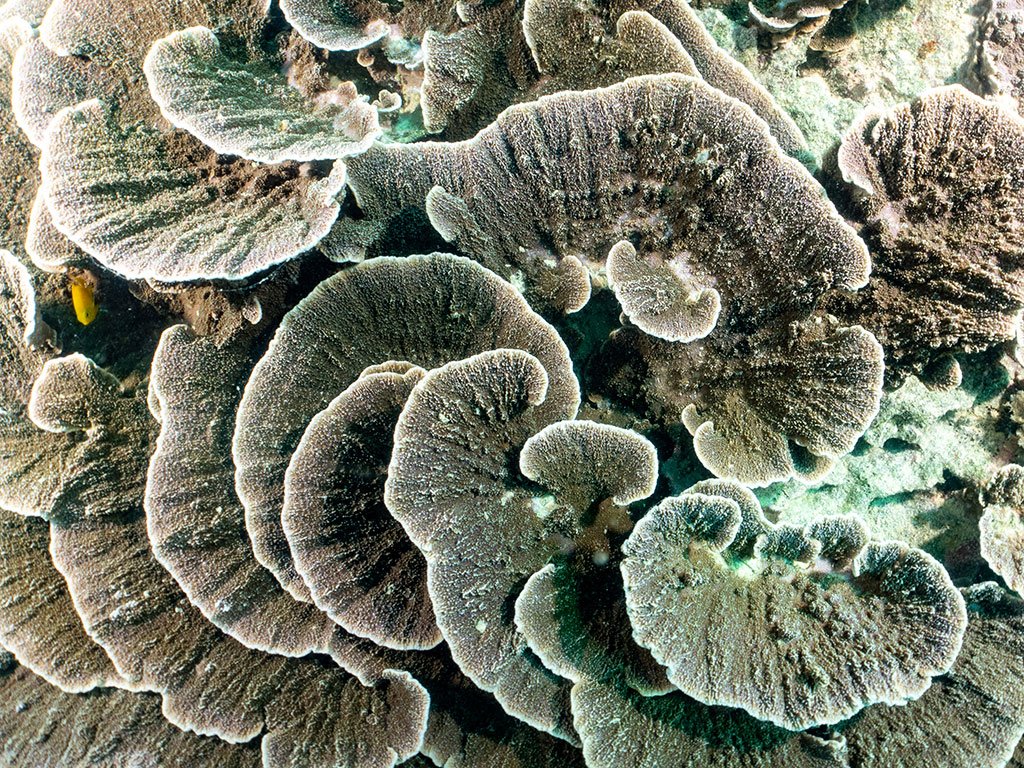 Great Adventures - Cabbage Coral