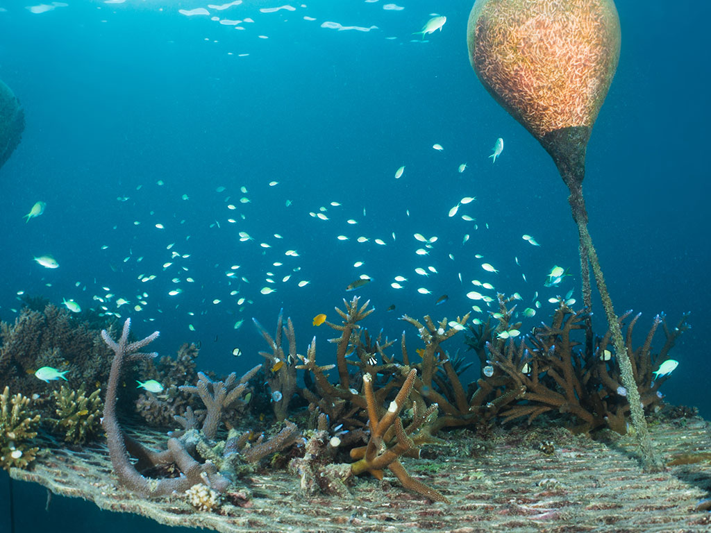 Great Adventures - Chromis