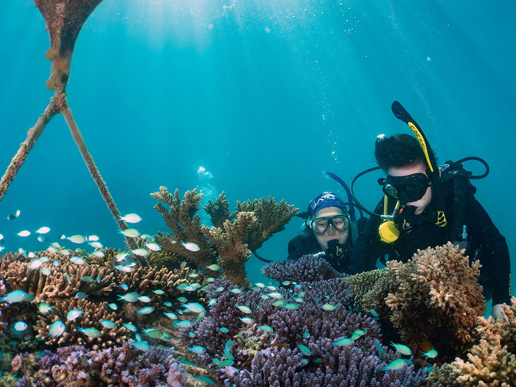 Great Adventures - Coral Nuture Project