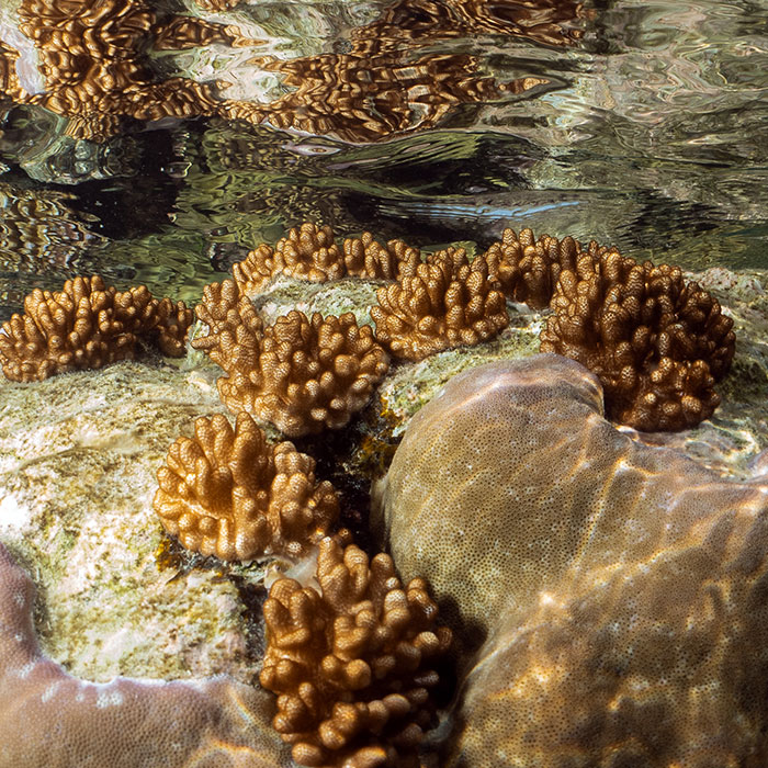 Great Adventures  - Coral