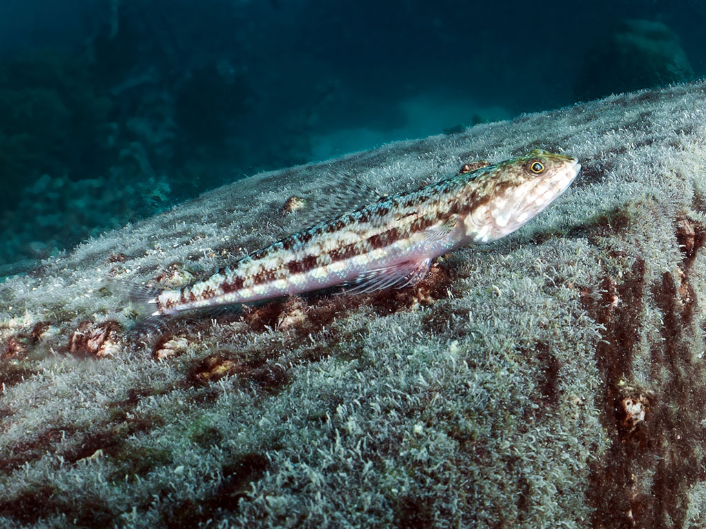 Great Adventures - Lizard Fish