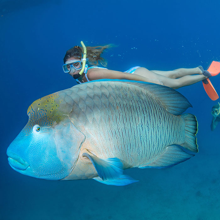 Great Adventures  - Moari Wrasse