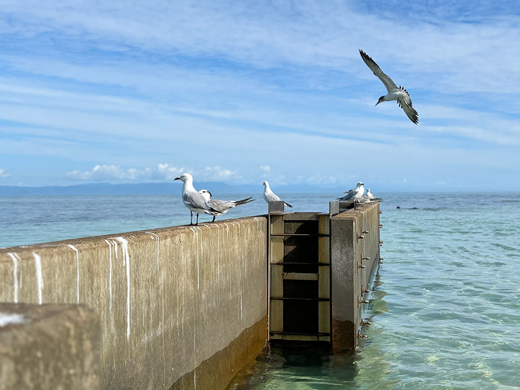 Great Adventures Review - Birds