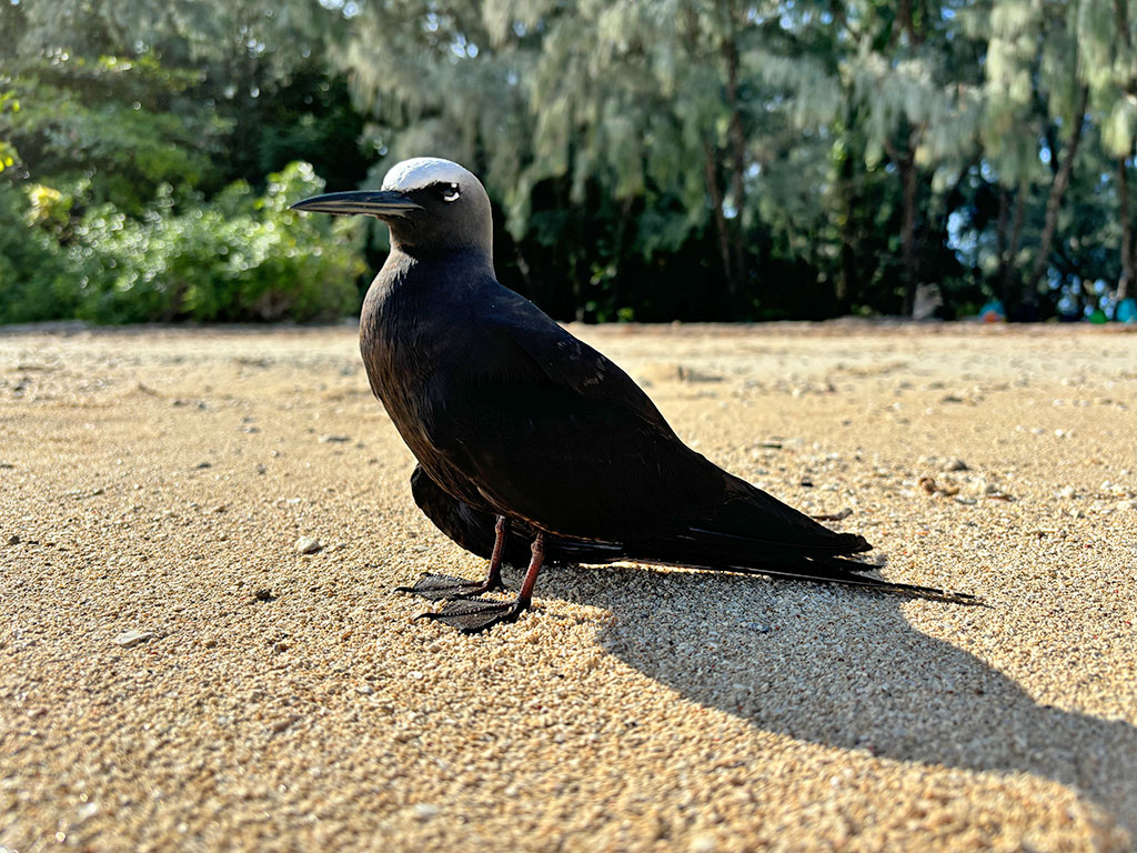 Great Adventures Review - Tern