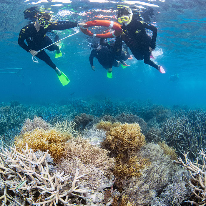 Great Adventures  - Snorkel Guide