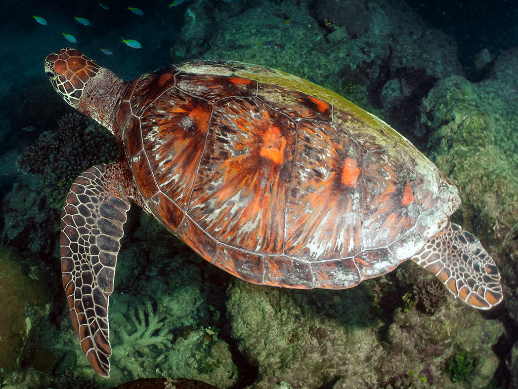 Great Adventures - Turtle Green Island