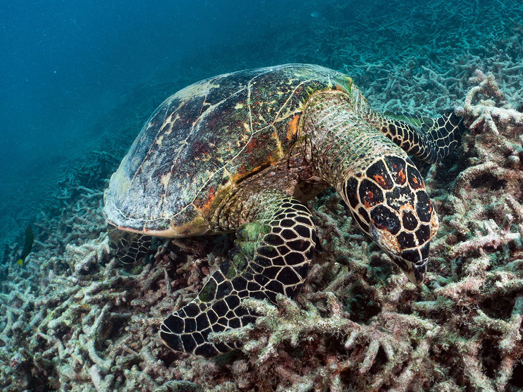 Great Adventures - Turtle