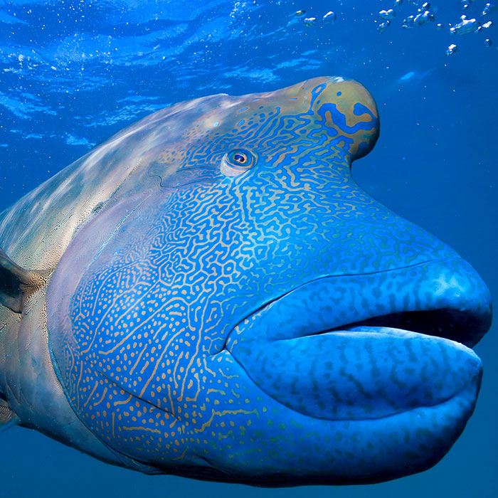 Great Adventures  - Wally