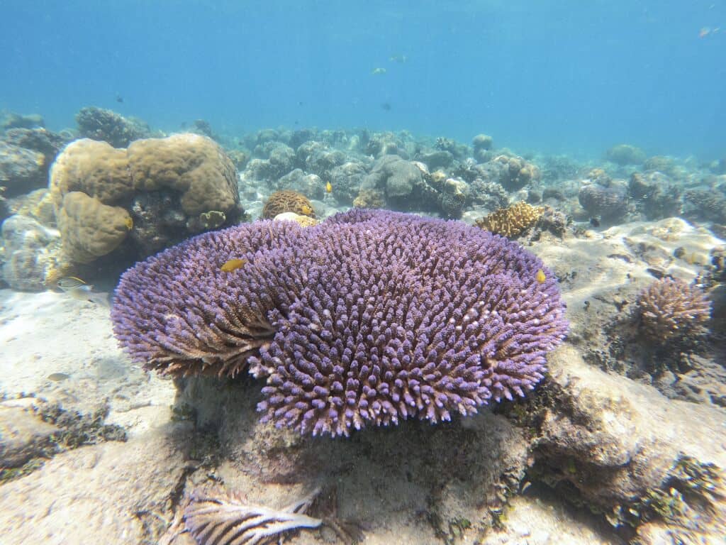 Green Island Coral Healthy