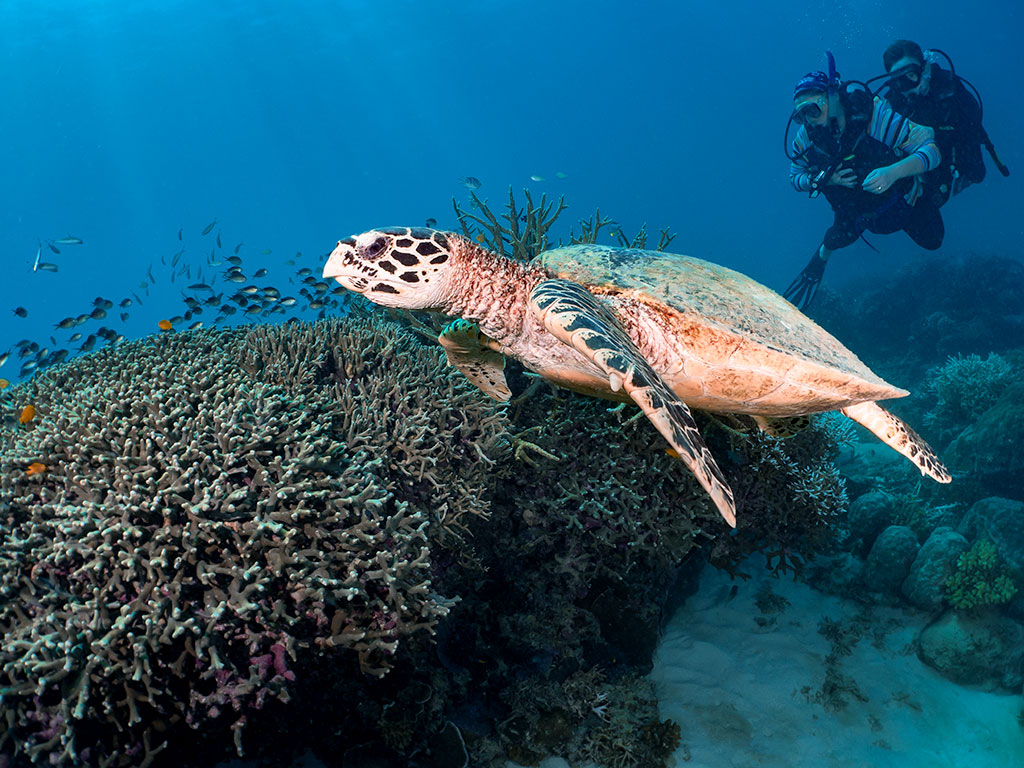Hawksbill Turtle Saxon Reef