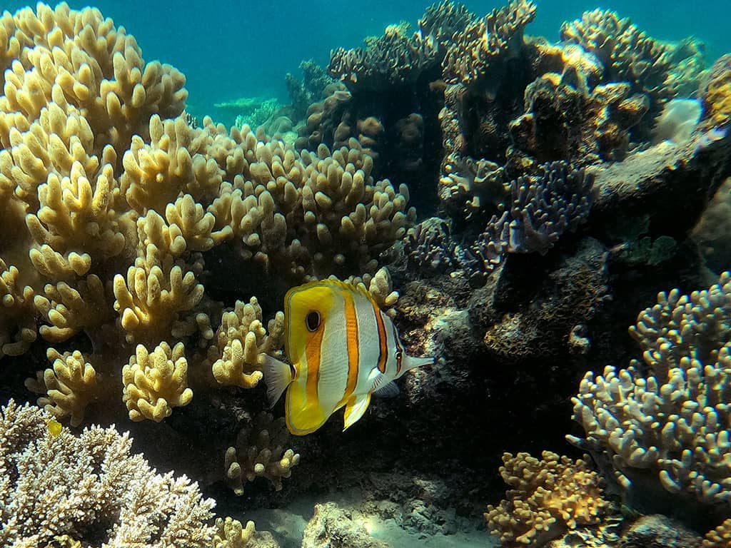 Mackay Reef Angel Fish