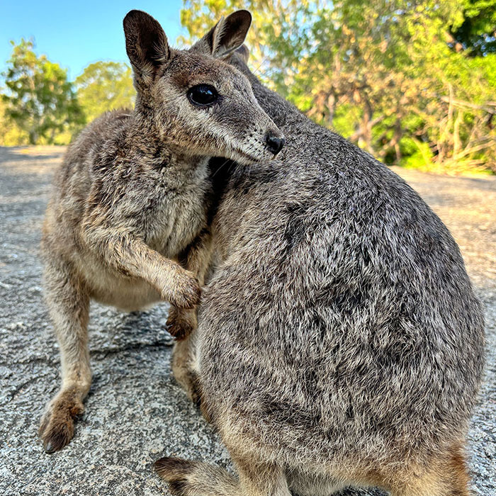 mareeba rock wallabies