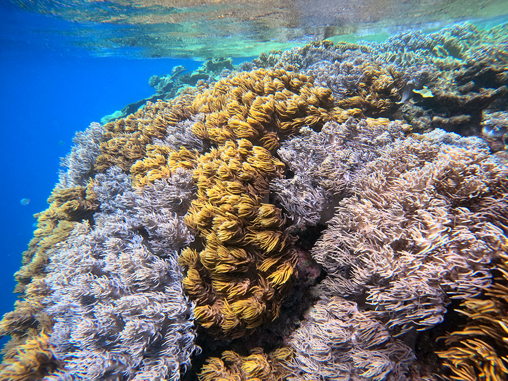 Moore Reef Corals
