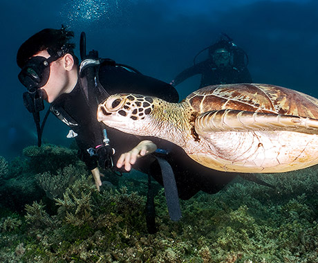 Scuba Diving - Ocean Free 