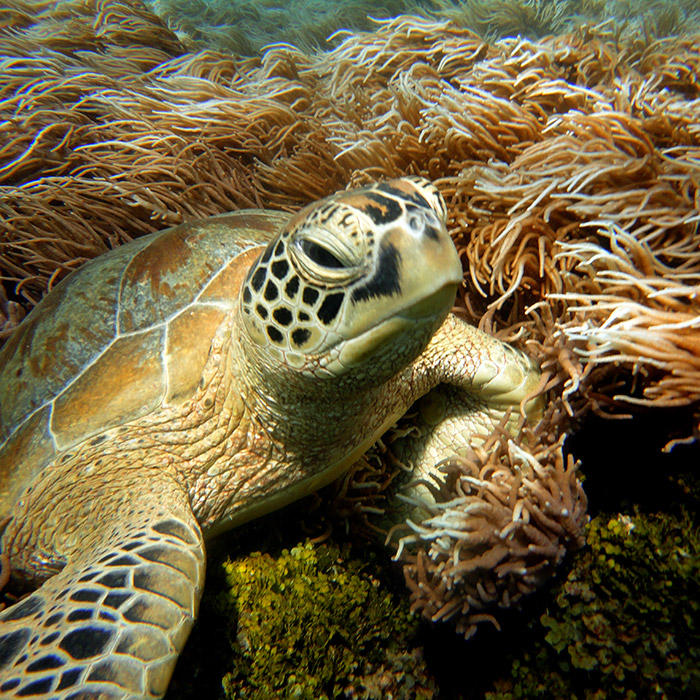 Ocean Free Tour - Green Turtle