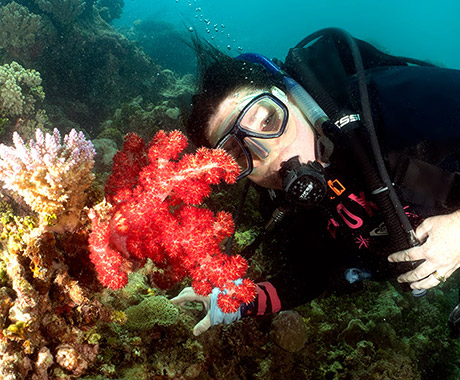 Introductory Scuba Diving - Ocean Free 