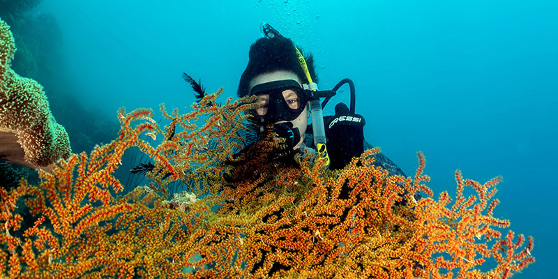 ocean freedom 2025 ethan and sea fan