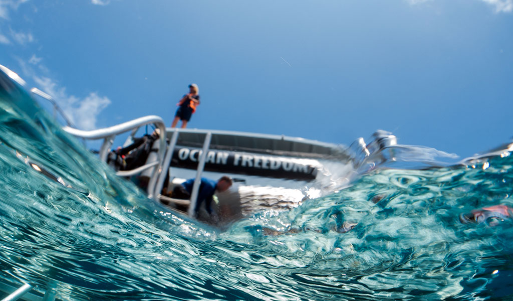 Ocean Freedom 2025 - Halfie