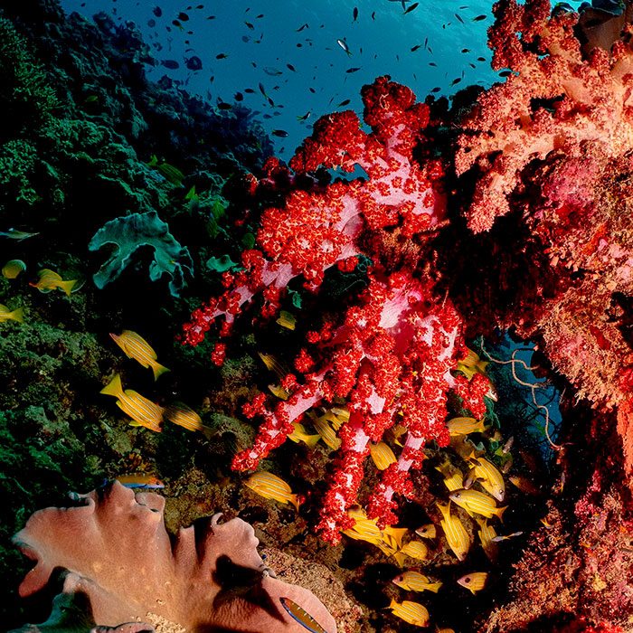 Ocean Freedom Tour - Coral