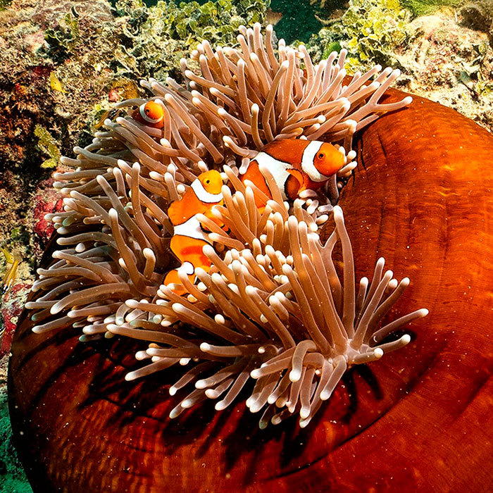 Ocean Freedom Tour - Nemo