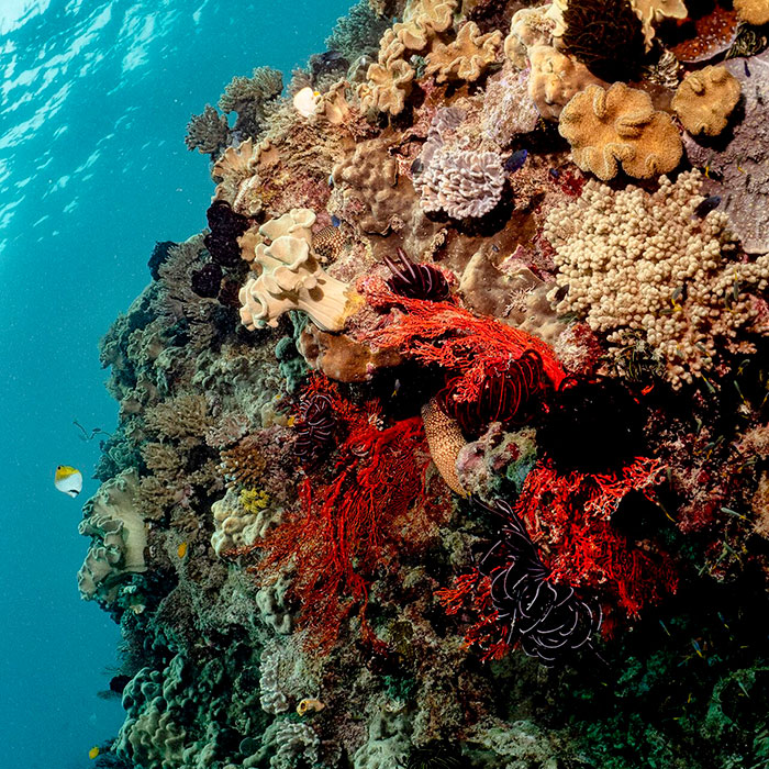 Ocean Freedom Tour - Red Fan