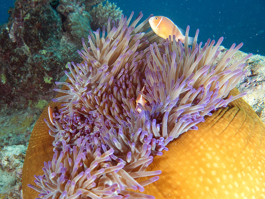OceanQuest Review - Cool Fish