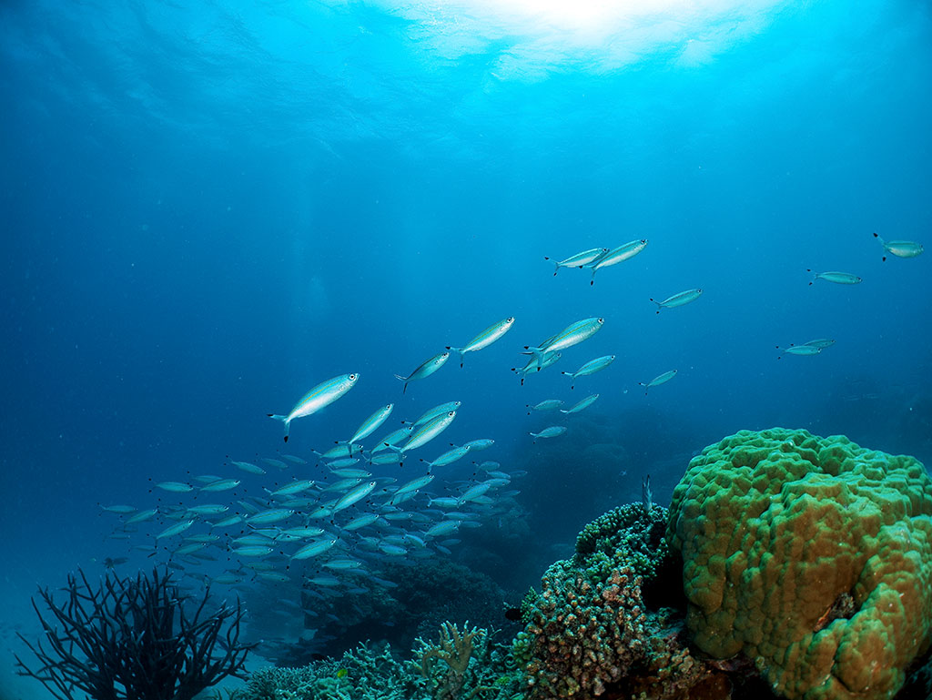 OceanQuest Review - Fish
