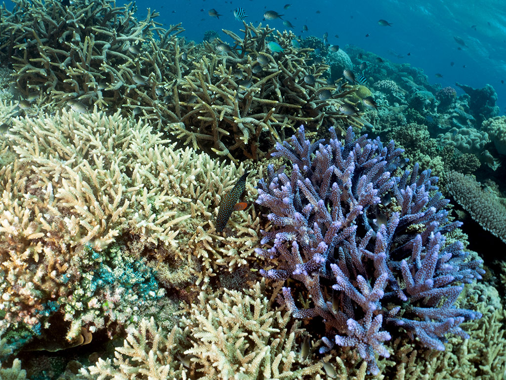 OceanQuest Review - Hard Coral