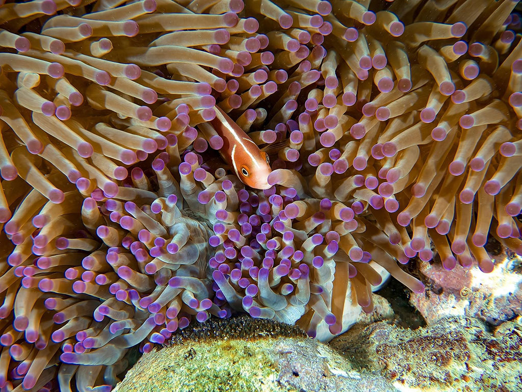 OceanQuest Review - Nemo Eggs