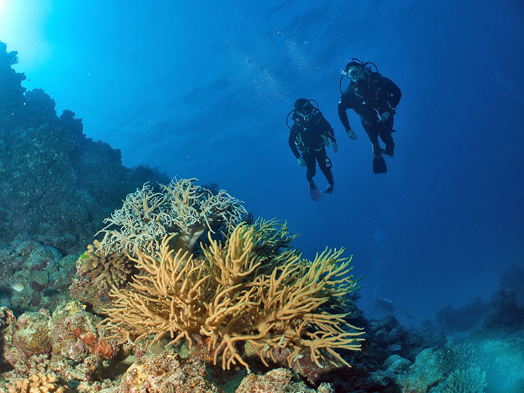 OceanQuest Review - Soft Corals