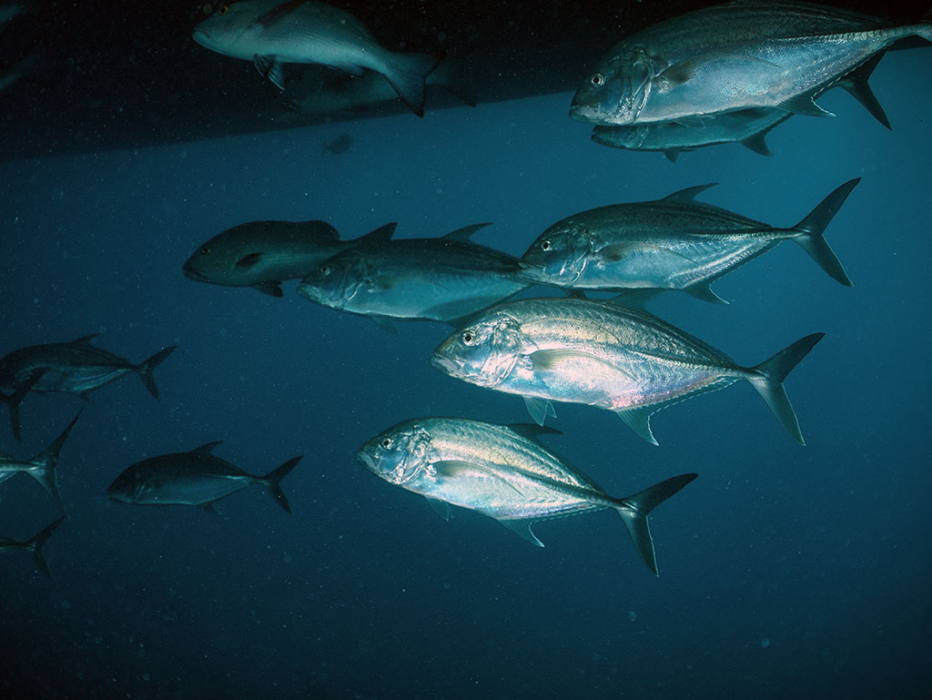 OceanQuest Review - Trevally