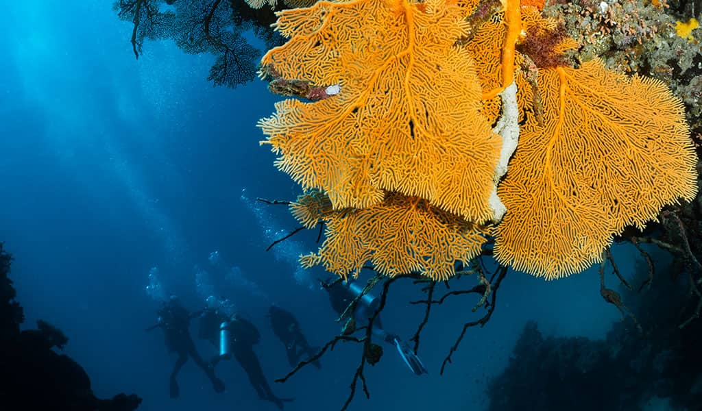 Passions of Paradise Sea Fan