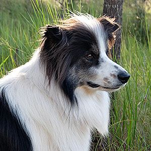 Pet Friendly Camper Hire Carins